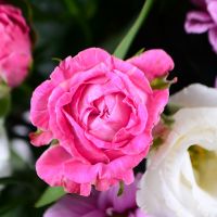  Bouquet Pink morning Vinnitsa
                                