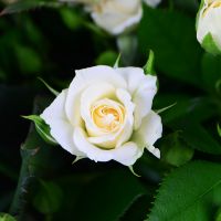 Bouquet of flowers Cream Middlesbrough
                            