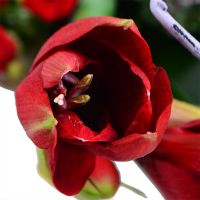 Bouquet of flowers High Rovereto
                            