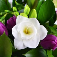 Bouquet of flowers Snowdrop Kharkov
                                