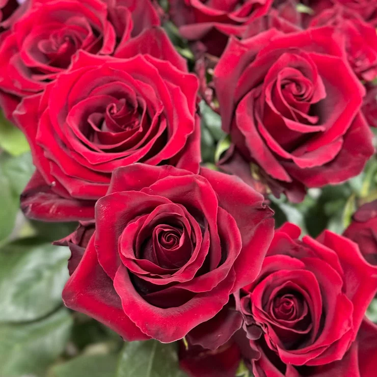 25 long red roses 90sm – flower delivery in Kyiv - Osokorky
