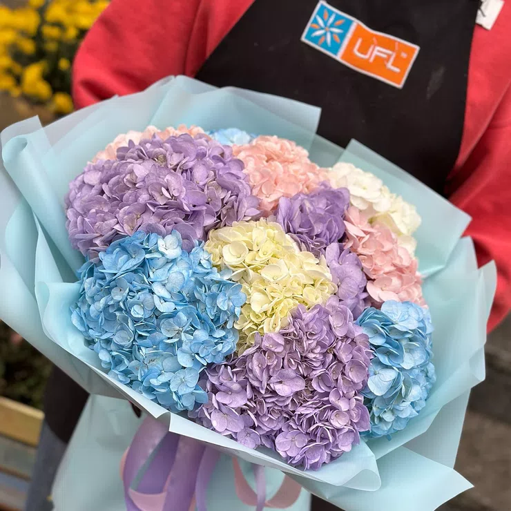 Bouquet of 11 hydrangeas – flower delivery in Scordia