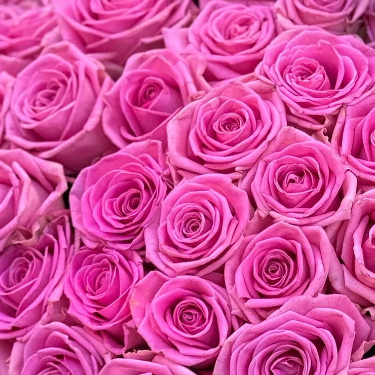 101 pink roses – flower delivery in Egersund