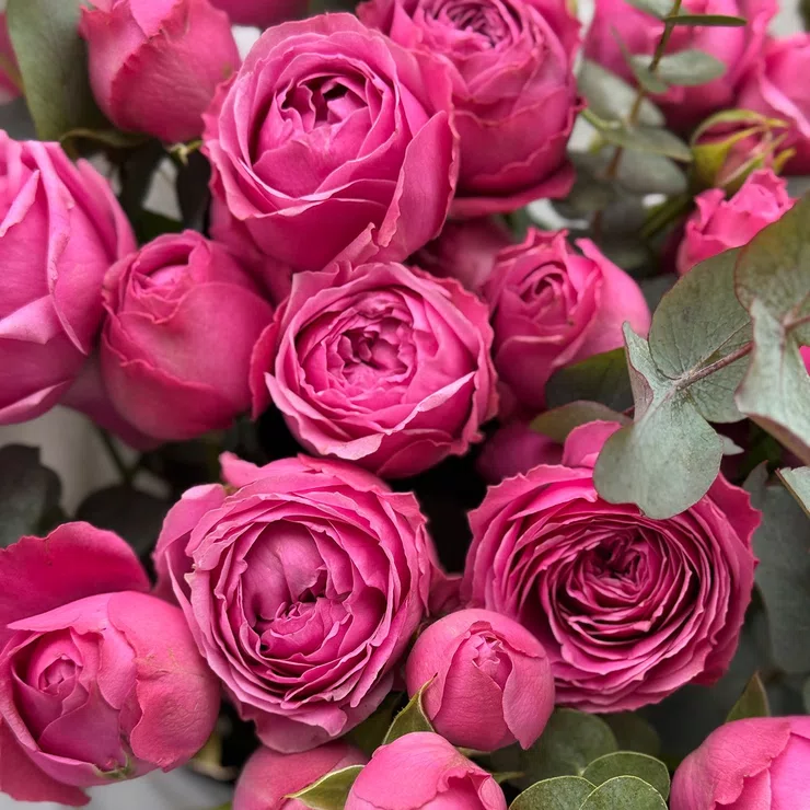 15 pink peony roses – flower delivery in Roseville (USA)