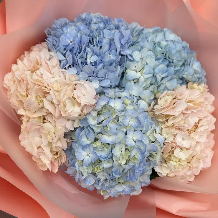 5 hydrangeas – flower delivery in Greenbelt