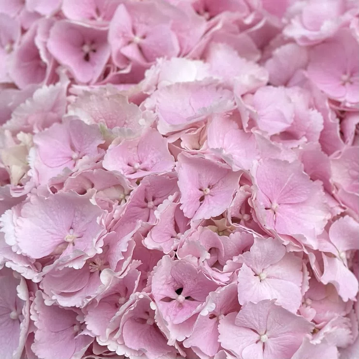 3 pink hydrangeas – flower delivery in Bloxham