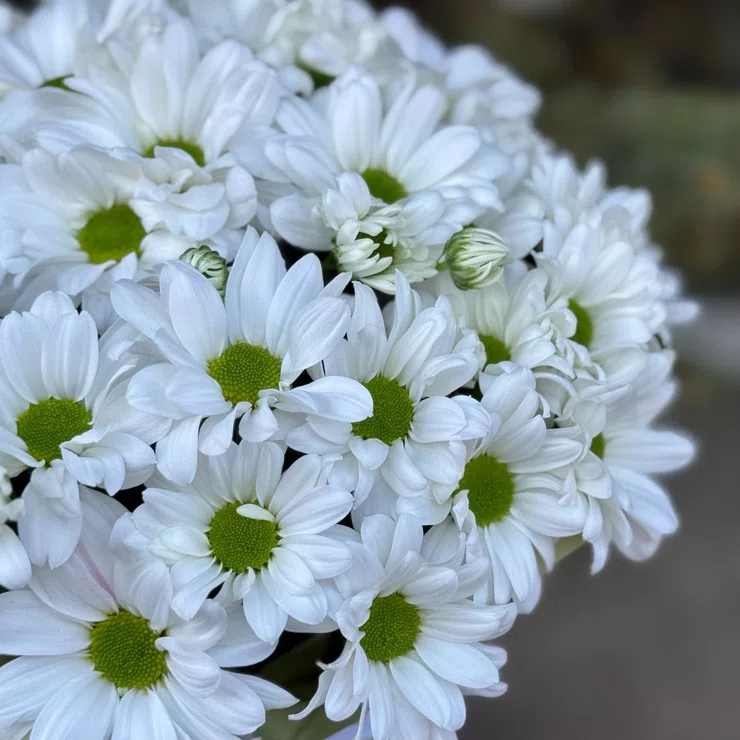 Tenderness  – flower delivery in Alga