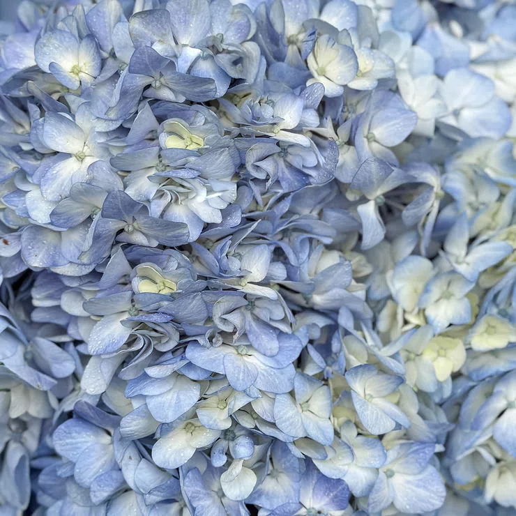Bouquet of blue hydrangeas 7pcs – flower delivery in Penthalaz