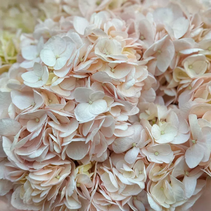 Bouquet of pink hydrangeas 7pcs – flower delivery in Penthalaz