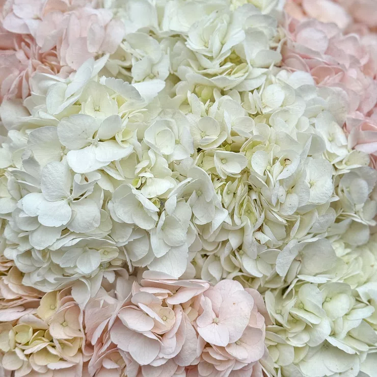 Tender cloud of hydrangeas 15 pcs – flower delivery in El Dorado Hills