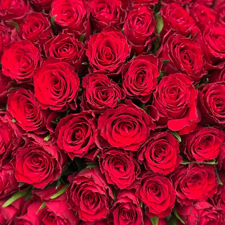 101 red roses Kenia – flower delivery in Kyiv - Osokorky