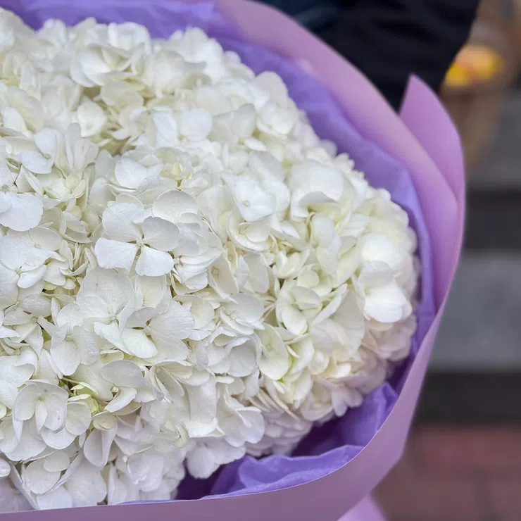 Bouquet of white hydrangeas 7pcs – flower delivery in Penthalaz
