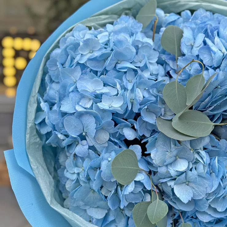 Bouquet 5 blue hydrangeas – flower delivery in Floresti