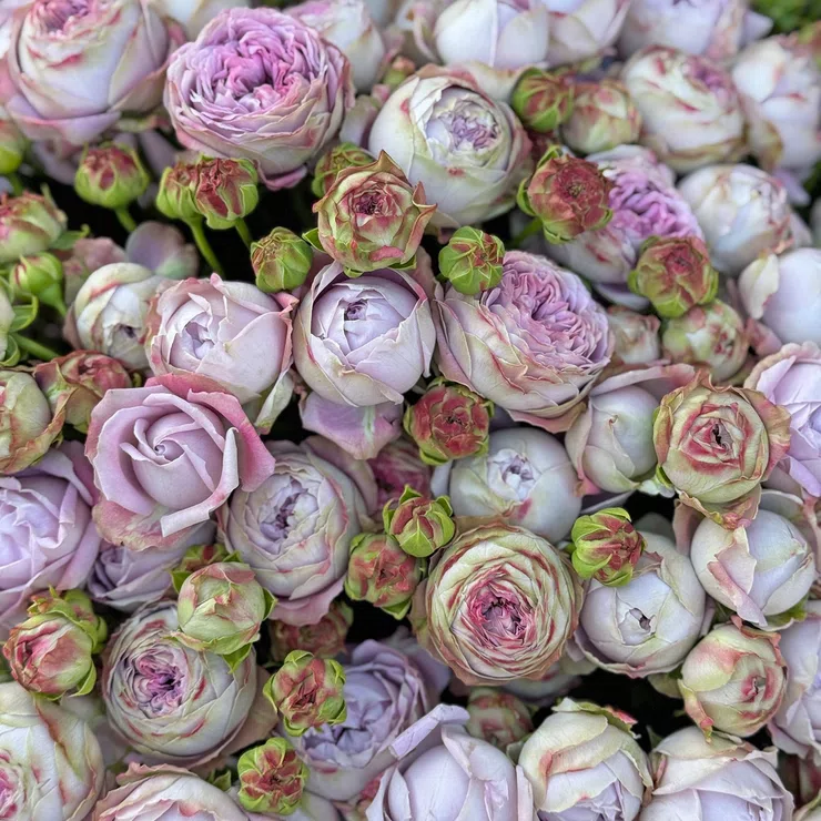 25 spray roses Blossom Bubbles – flower delivery in Sao Vicente