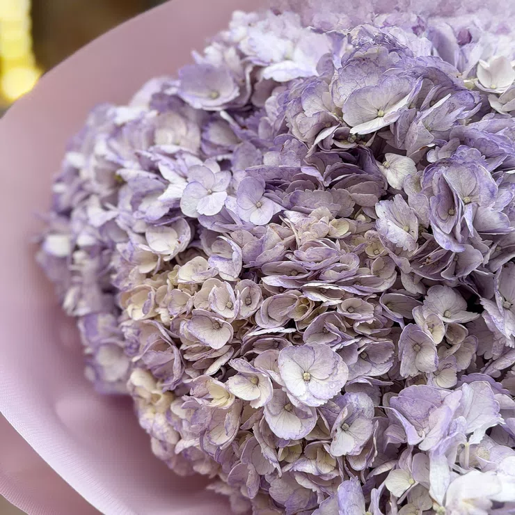 Bouquet of 9 lavender hydrangeas – flower delivery in Floresti