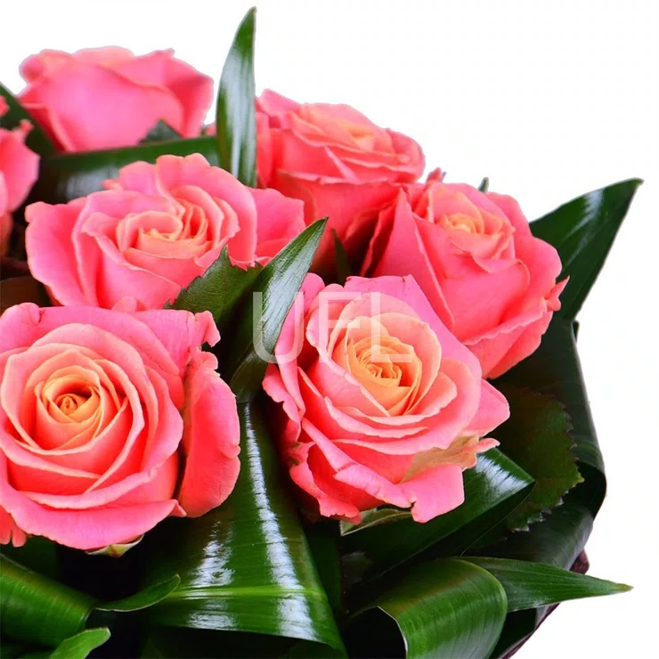 Harmony 9 coral roses – flower delivery in Long Island