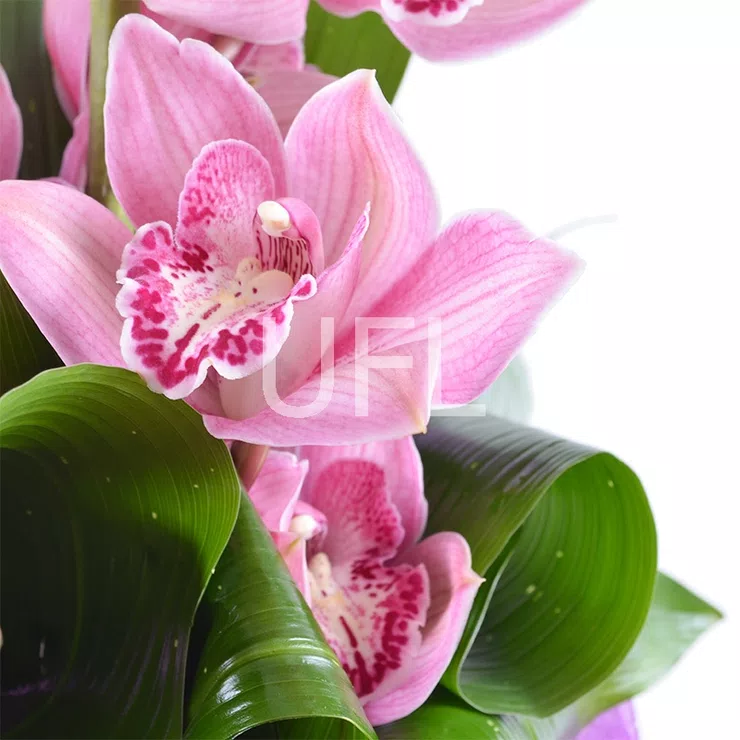 Orchid bouquet – flower delivery in Aix-en-Provence