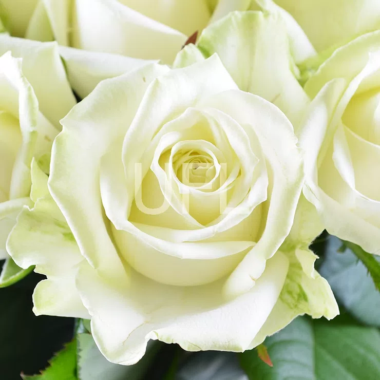  Bouquet Diamond – flower delivery in Rozhyshche