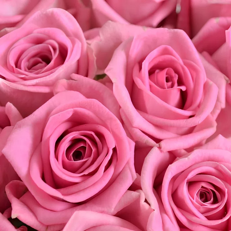 Be with you 25 pink roses – flower delivery in Oversland