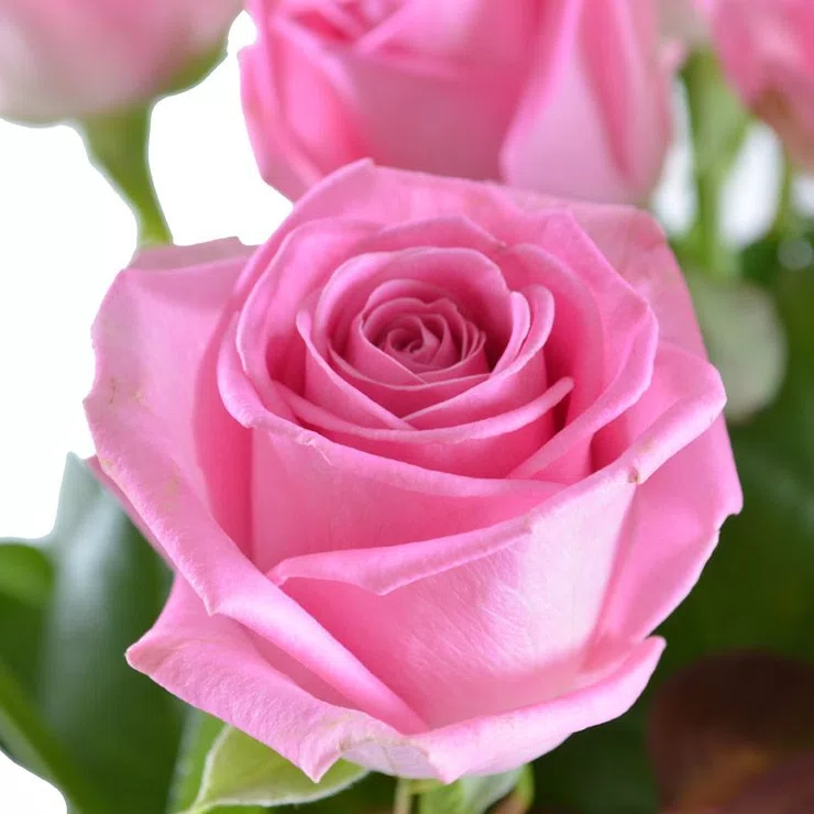 Pink roses by the piece – flower delivery in Noble Park