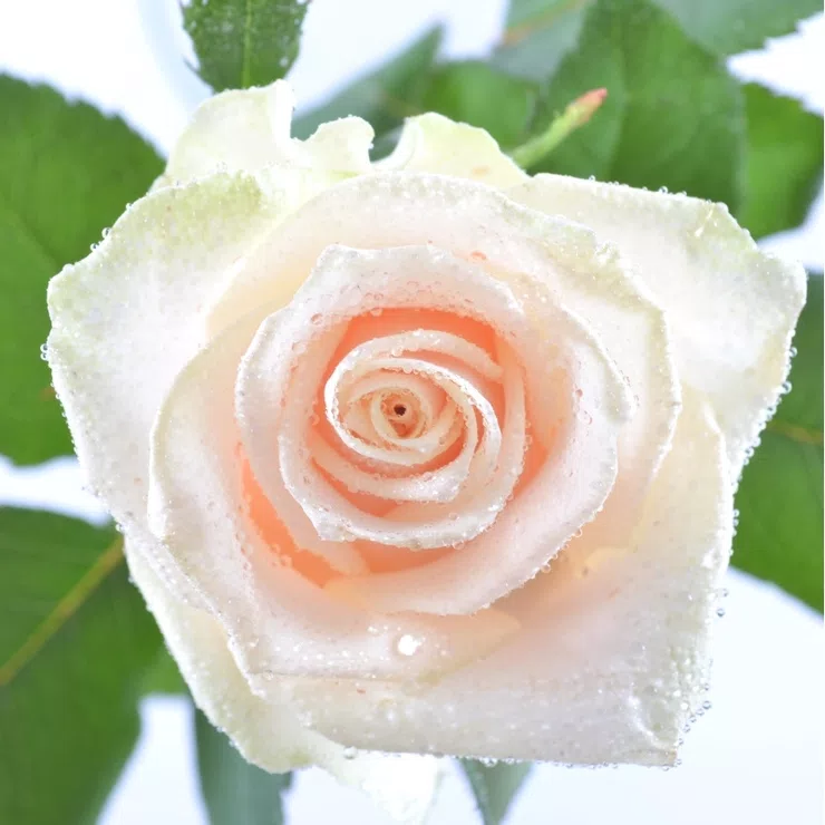 Cream roses by the piece – flower delivery in Myrhorod