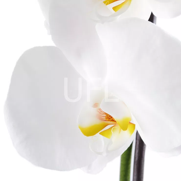 White Orchid – flower delivery in Novo Mesto