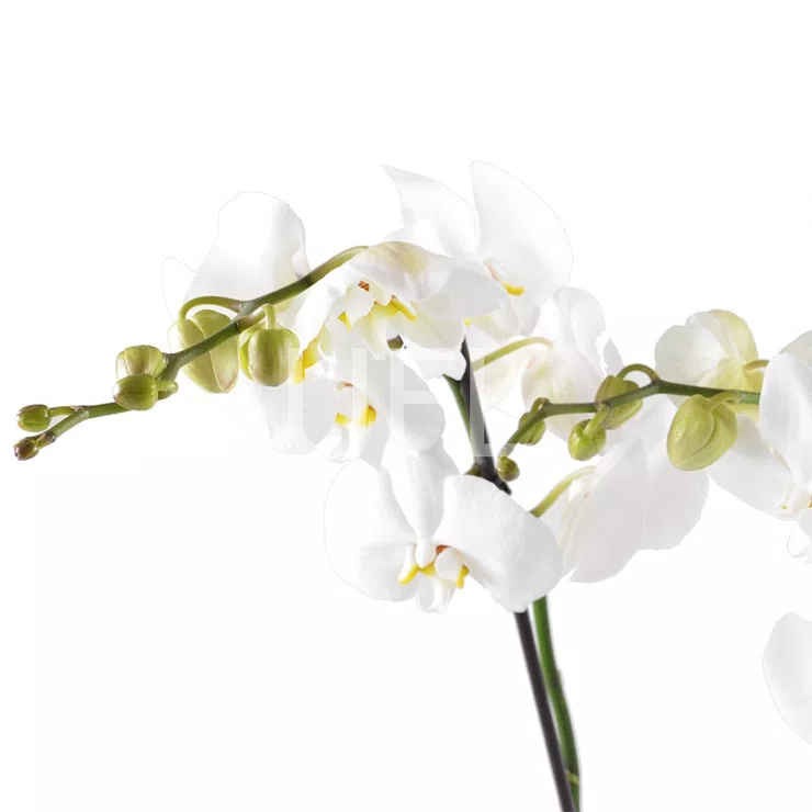 White Orchid – flower delivery in Aix-en-Provence