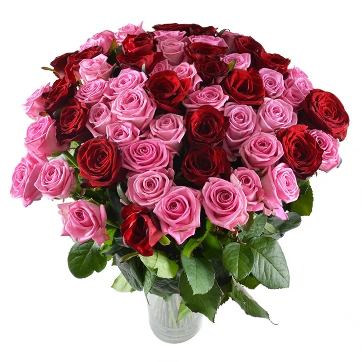 Big rose bouquet 55pcs – flower delivery in Leskovac