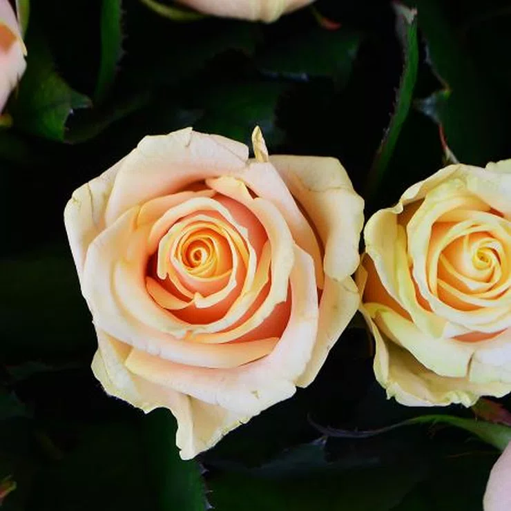101 creamy roses – flower delivery in Albuquerque