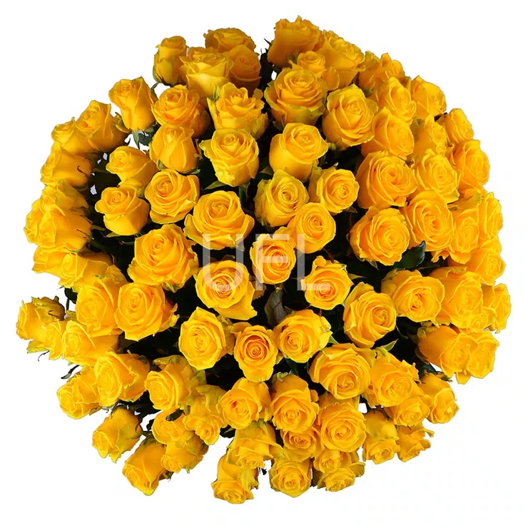 Bouquet of 101 yellow roses – flower delivery in Crab Hill