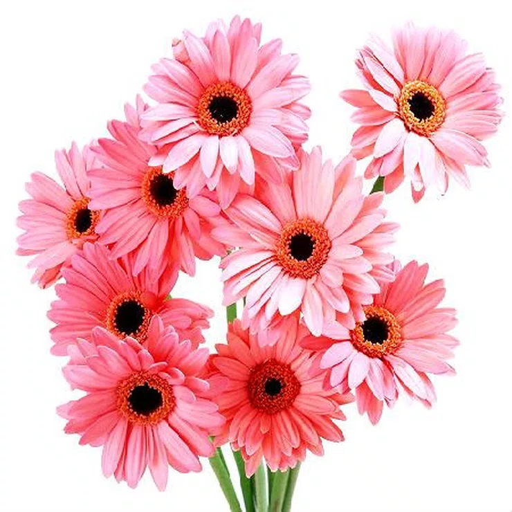 Light pink gerberas by the piece – flower delivery in Tahos