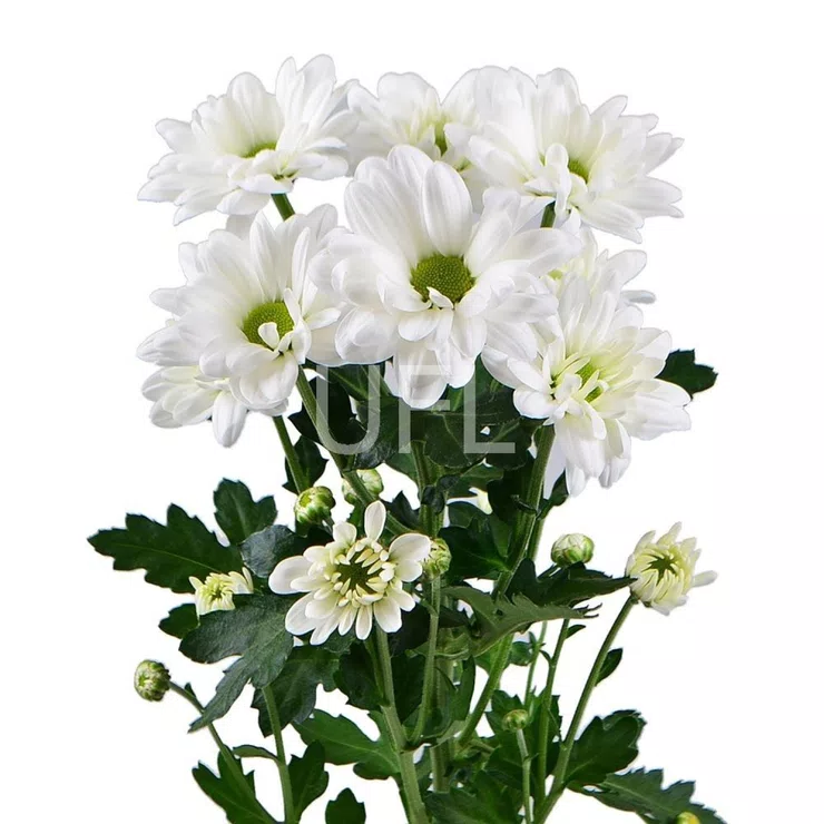White chrysanthemums by the piece (spray) – flower delivery in Olsztyn
