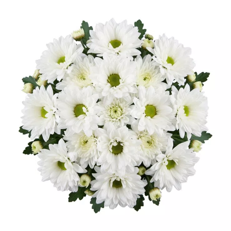 White chrysanthemums by the piece (spray) – flower delivery in Cantemir