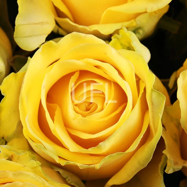 101 yellow roses – flower delivery in Pesochin