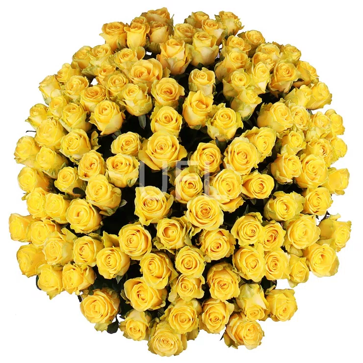 101 yellow roses – flower delivery in Crab Hill