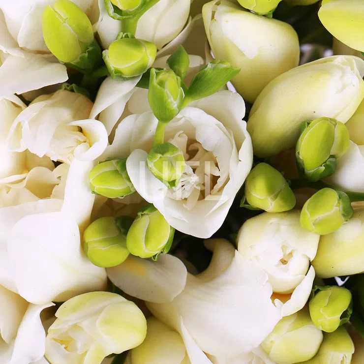 Bouquet of freesies – flower delivery in Matawan