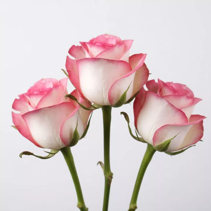 White-pink roses by the piece – flower delivery in Morfelden