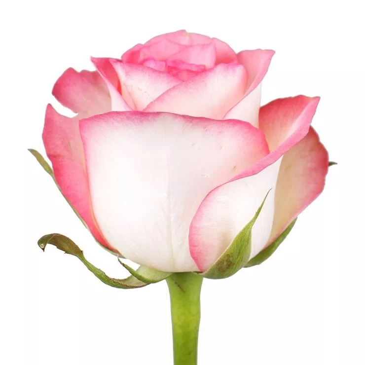 White-pink roses by the piece – flower delivery in Kiev - Svyatoshinskiy district