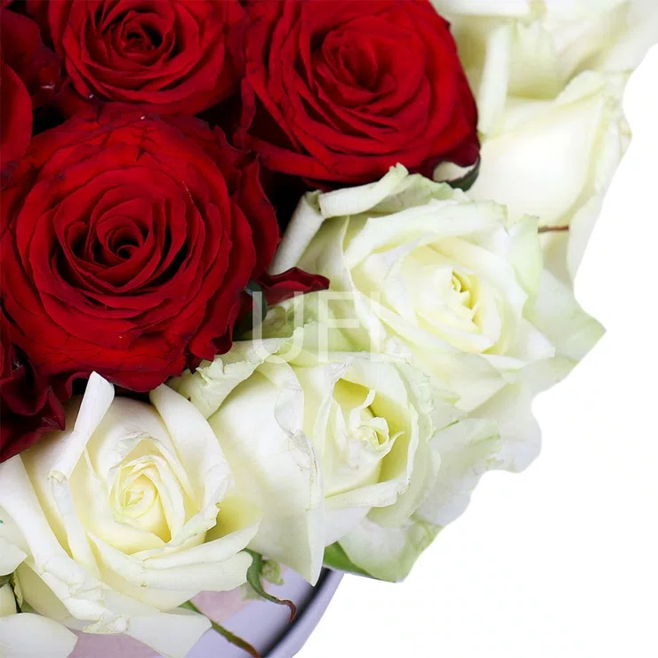 Ruby Kiss 35 red and white roses – flower delivery in Worcester