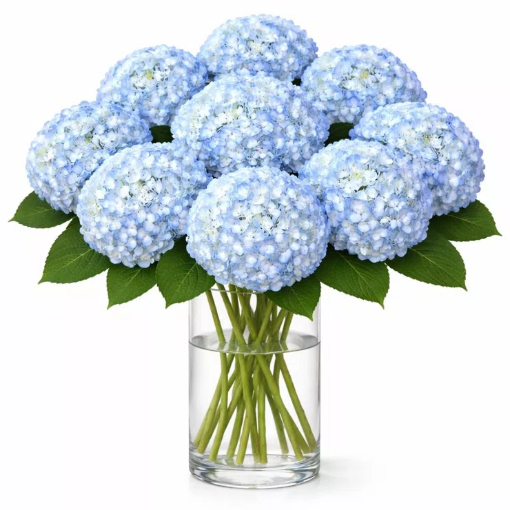 Blue hydrangea by piece – flower delivery in Morfelden