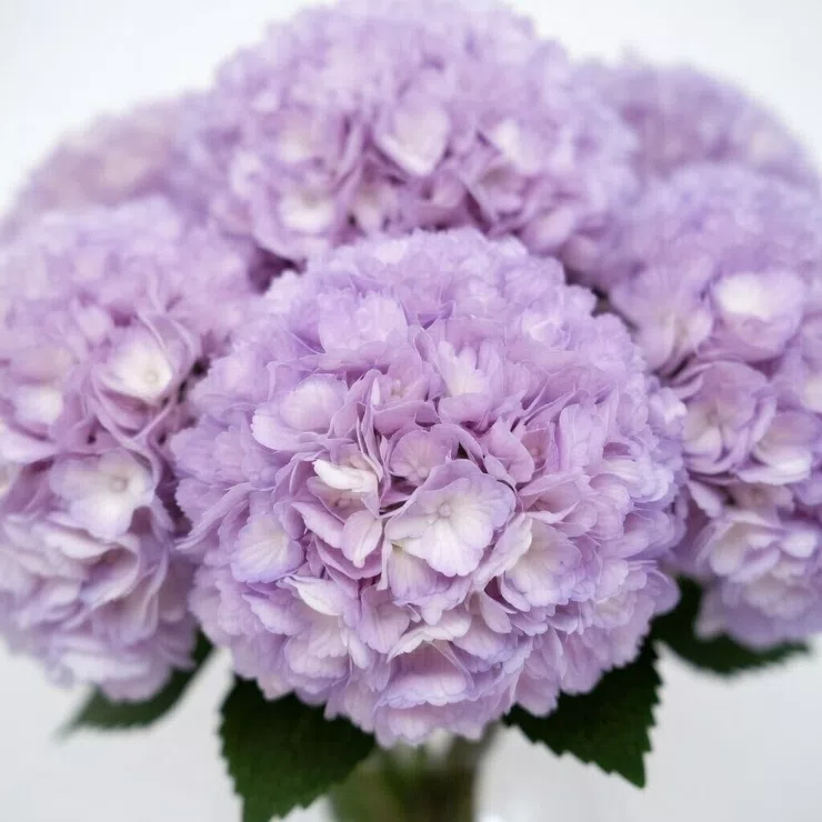 Hydrangea purple piece – flower delivery in Morfelden