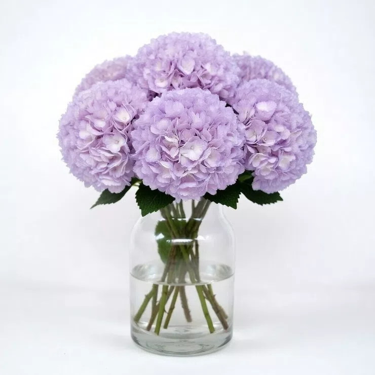 Hydrangea purple piece – flower delivery in Lankaran