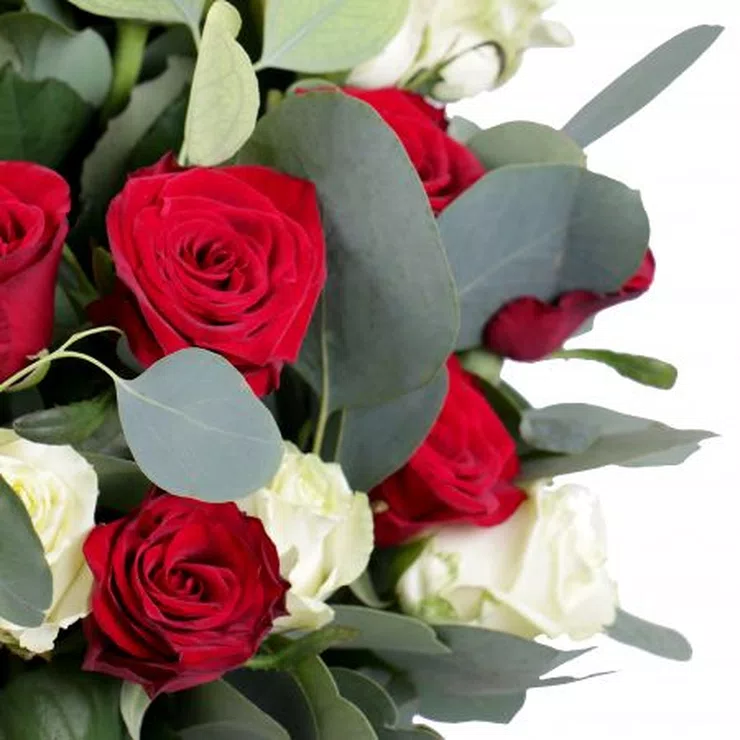 Bouquet 25 roses Red and white cloud – flower delivery in Kostopol