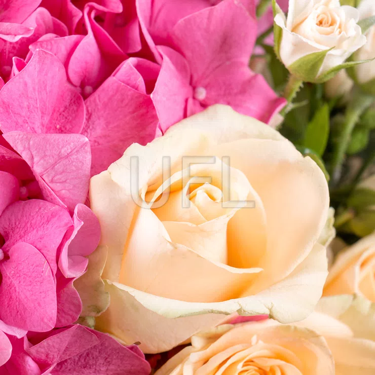 Hydrangea Bouquet with Cream Roses – flower delivery in Maribor