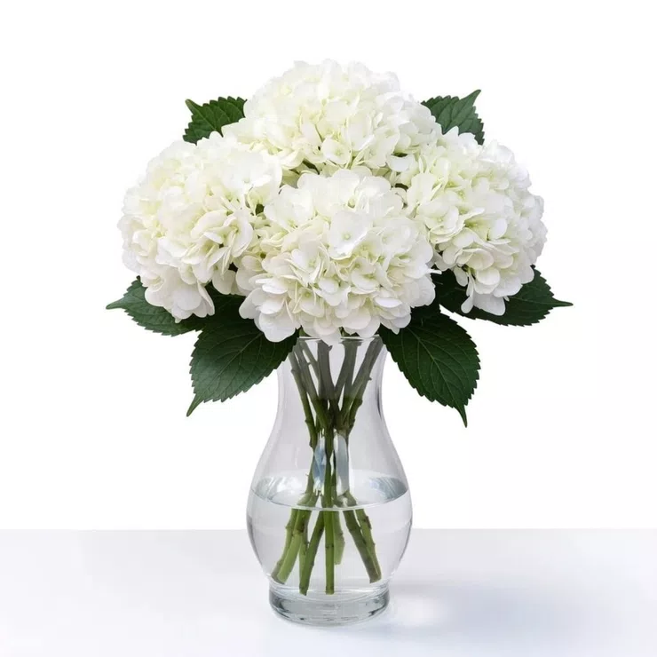 White hydrangea by piece – flower delivery in Olsztyn