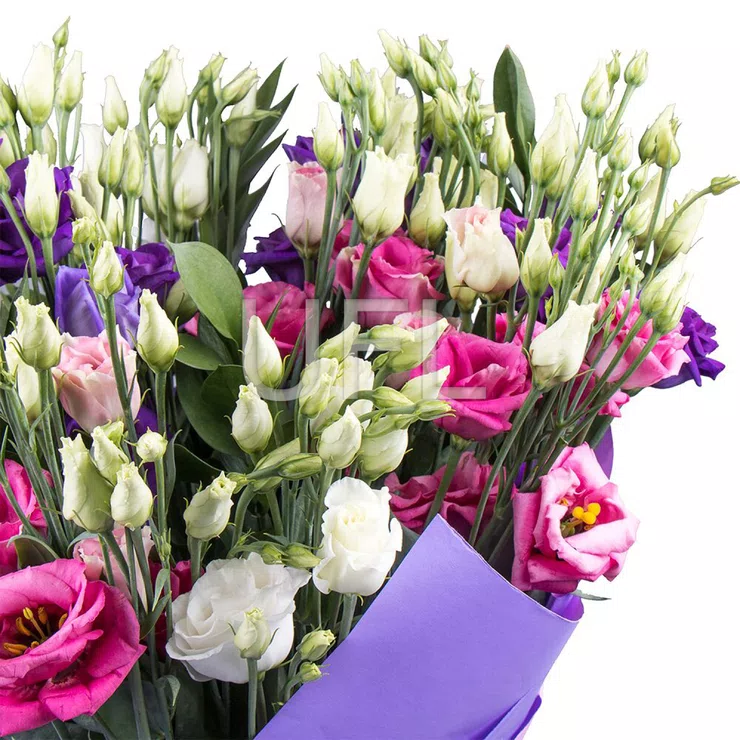 Bouquet with eustoma 15pcs – flower delivery in Celestynow