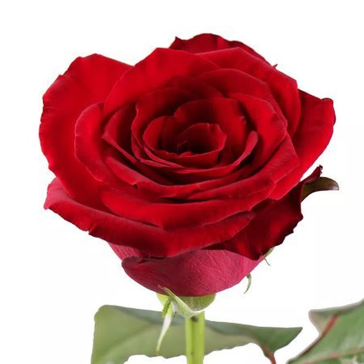 Red roses by the piece – flower delivery in Ayia Napa
