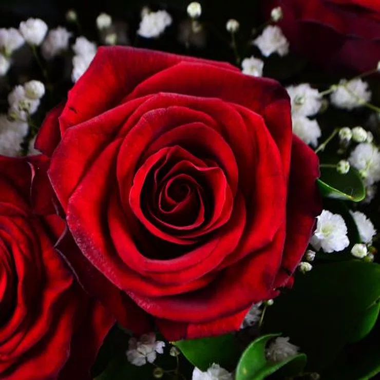 Roses in snow + Raffaello – flower delivery in Dededo