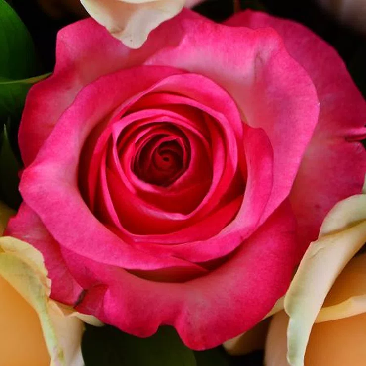 Из разноцветных роз + Конфеты Merci  – flower delivery in Badin