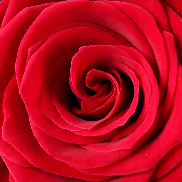 51 red roses – flower delivery in St.Alban